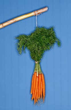 dangling carrot benefits